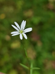 Stellaria graminea