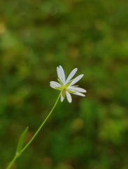 Stellaria graminea