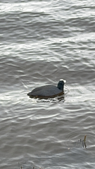 Fulica atra