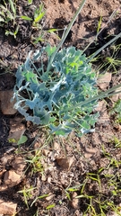 Senecio oxyriifolius
