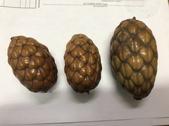 Raphia farinifera