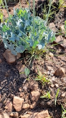 Senecio oxyriifolius