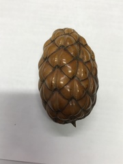 Raphia farinifera