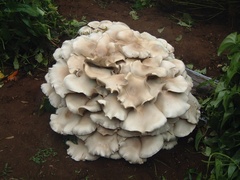Macrocybe gigantea