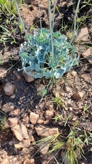 Senecio oxyriifolius