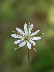 Stellaria graminea