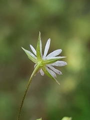 Stellaria graminea