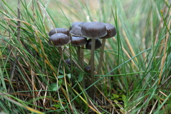Mycena pseudopicta