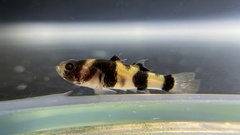 Brachygobius doriae