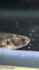Brachygobius doriae