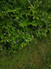 Stellaria graminea