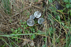 Mycena pseudopicta