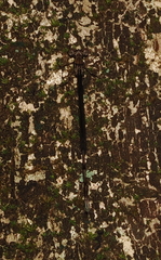 Episynlestes cristatus