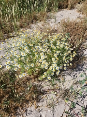 Anthemideae