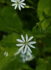 Stellaria graminea
