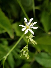 Stellaria graminea