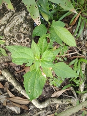 Chromolaena odorata