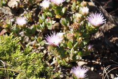 Erepsia forficata
