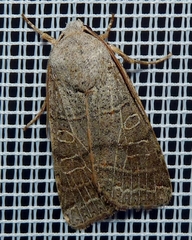 Agrochola humilis