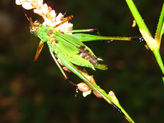 Phaneroptera nigroantennata