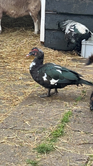 Cairina moschata domestica