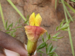 Crotalarieae