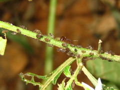 Pristomyrmex punctatus