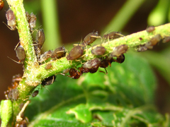 Pristomyrmex punctatus