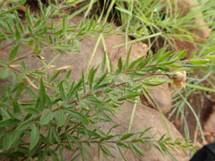 Crotalarieae