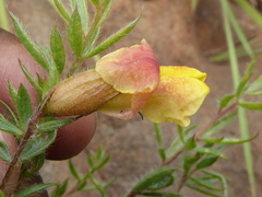 Crotalarieae