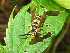 Vespula koreensis
