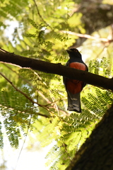 Trogon curucui