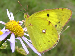 Colias poliographus