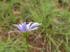 Afroaster serrulatus