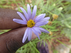 Afroaster serrulatus