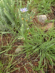 Afroaster serrulatus