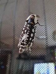 Endoxyla decoratus