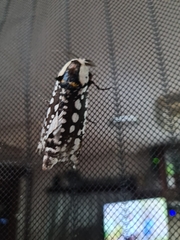 Endoxyla decoratus