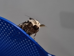 Endoxyla decoratus