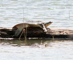 Apalone spinifera emoryi