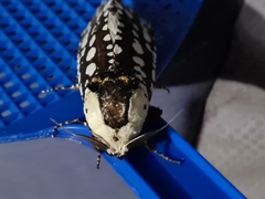 Endoxyla decoratus