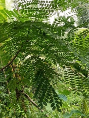 Adenanthera pavonina