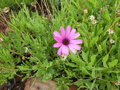 Dimorphotheca jucunda