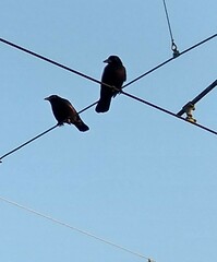 Corvus corone corone