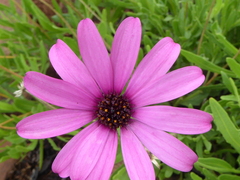 Dimorphotheca jucunda