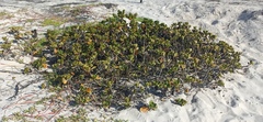 Scaevola plumieri