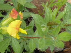 Crotalarieae