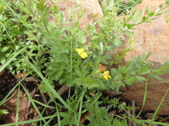 Crotalarieae