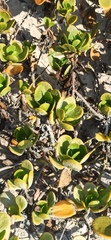 Scaevola plumieri