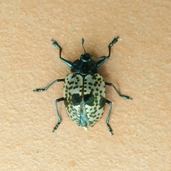 Cypherotylus annulipes